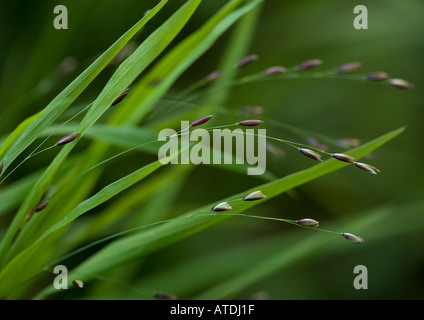 Legno (melick Melica uniflora) in fiore, close-up Foto Stock