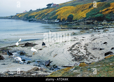 Kelp Goose Chloephaga hybrida nuova isola ISOLE FALKLAND Dicembre femmina adulta maschio scuro anatidi Foto Stock