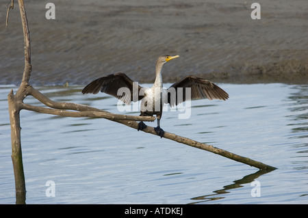 Double-crested cormorano (Phalacrocorax auritus) di Santa Barbara in California Foto Stock