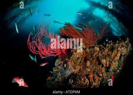 Giant kelp Macrocystis pyrifera forest Foto Stock