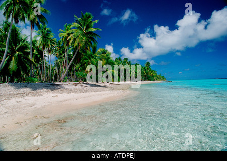 Il Pacifico tropicale è noto per il suo pittoresco paesaggio di palme e spiagge di sabbia bianca Rangiroa Polinesia Francese Foto Stock