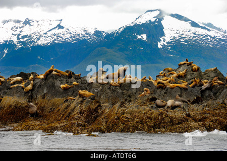 Colony stellare di leoni di mare Eumetopias jubatus Federico il suono all'interno del passaggio di Alaska Oceano Pacifico Foto Stock