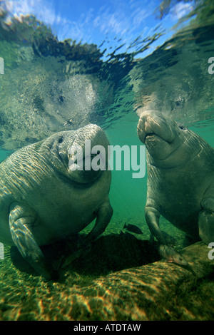 West Indian lamantino Trichechus manatus Foto Stock