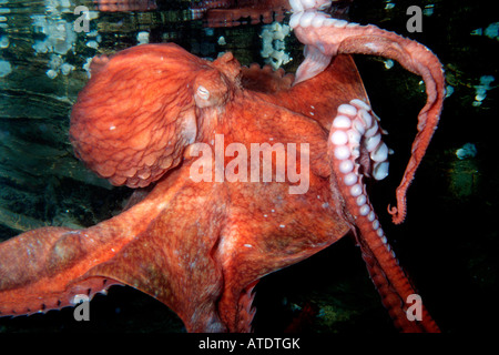 Pacifico gigante octopus octopus dolfeini British Columbia oceano pacifico Foto Stock