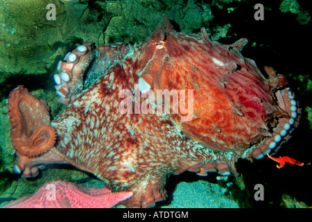 Pacifico gigante octopus octopus dolfeini si trova nel nord-ovest del pacifico Foto Stock