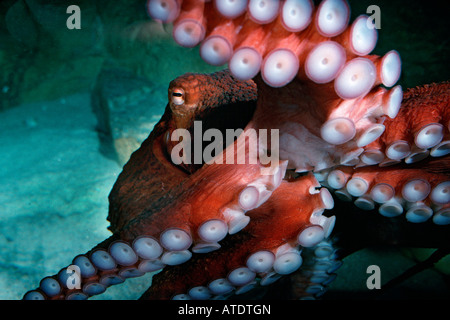 Pacifico gigante octopus Octopus dolfeini British Columbia Oceano Pacifico Foto Stock