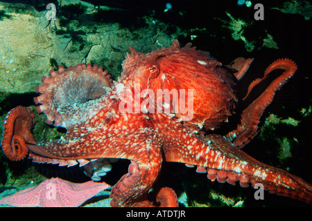 Pacifico gigante octopus octopus dolfeini Foto Stock