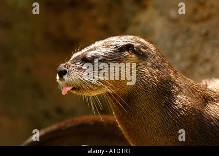 Lontra di fiume nordamericana Lutra canadensis Florida c Foto Stock