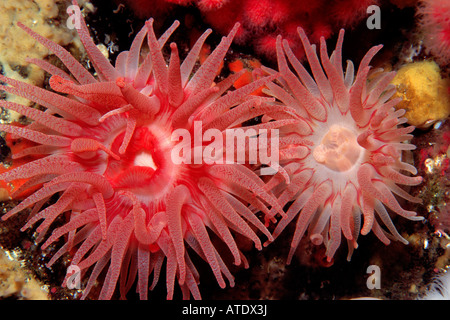 Crimson anemone Cribrinopsis fernaldi British Columbia Oceano Pacifico orientale Foto Stock