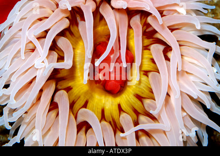 Pesce di anemone di mangiare Urticina piscivora Monterey in California Oceano Pacifico Foto Stock