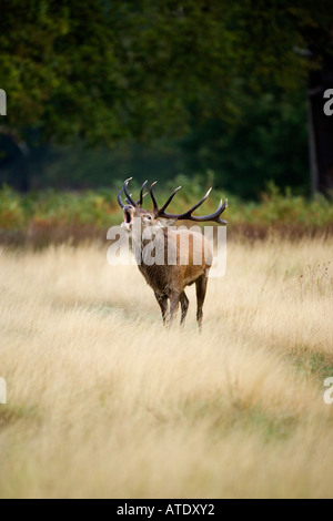 Red Deer Cervus elaphus Stag in piedi con la testa in alto ruggente Richmond Park London Foto Stock