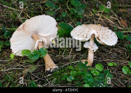 L'ombrellone fungo Macrolepiota procera cresce nei boschi a Therfield Hertfordshire Foto Stock