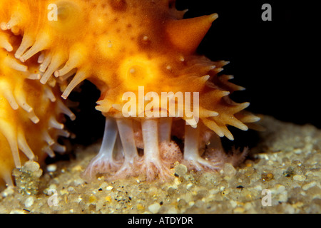 California sea cucumber Parastichopus californicus Foto Stock