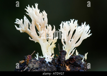 Clavulina cristata growing in damp conditions gamlingay wood cambridgeshire with nice dark out of focus background Foto Stock