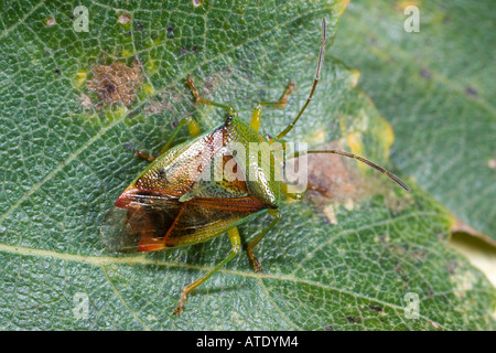 Protezione di betulla Bug Elasmostethus interstinctus su foglie di betulla in legno Kings Heath e raggiungere Bedfordshire Foto Stock