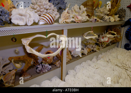 Shark ganasce per la vendita in un negozio di curiosita' Florida Foto Stock