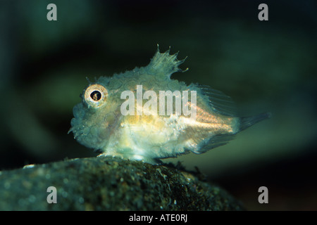 Pacifico lumpsucker spinoso Eumicrotremus orbis Foto Stock