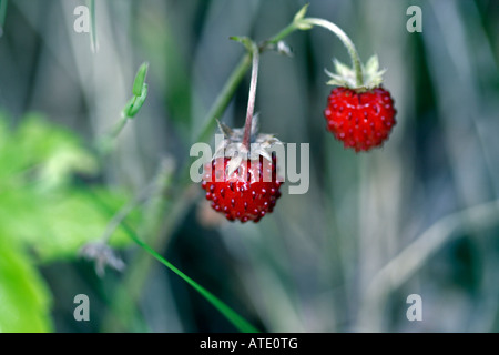 Soleggiato fragole selvatiche Foto Stock