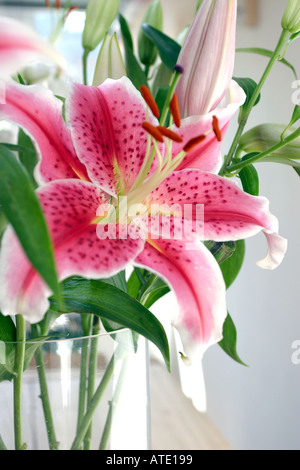 Stargazer Gigli Foto Stock