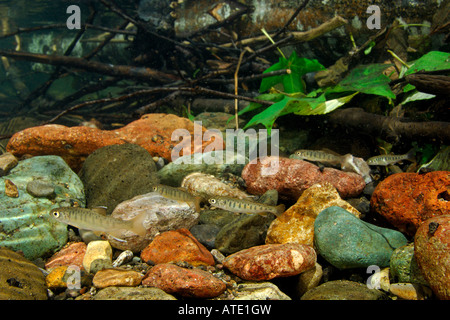 I capretti Coho Salmon Oncorhynchus kisutch Sugarpine Creek Oregon Foto Stock