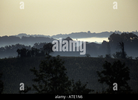 LANDSCAPE DAWN SHOWING MIST IN THE VALLEYS WITH VINEYARD IN FOREGROUND UMBRIA ITALY Foto Stock