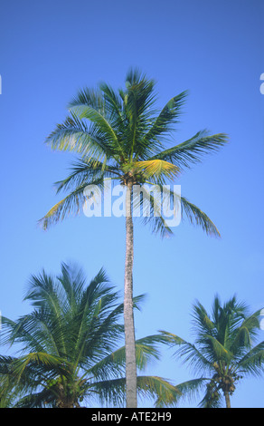 Tre palme di cocco Caribbean West Indies St Lucia Foto Stock