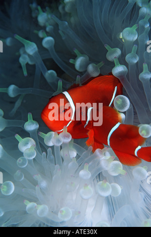 Spina dorsale guancia anemonefish Premnas biaculeatus Figi Oceano Pacifico Foto Stock