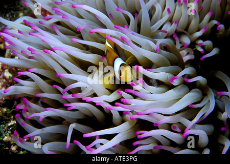 Clown anemonefish Amphiprion percula Tuamotus Polinesia Francese Oceano Pacifico Foto Stock