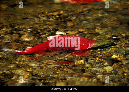 Sockeye o rosso Salmone Oncorhynchus nerka Horsefly fiume Columbia britannica Foto Stock