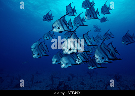 Atlantic spadefish Chaetodipterus faber Foto Stock