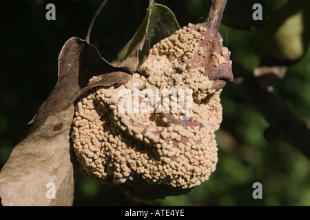 Deturpato malato ancora pera su albero Foto Stock