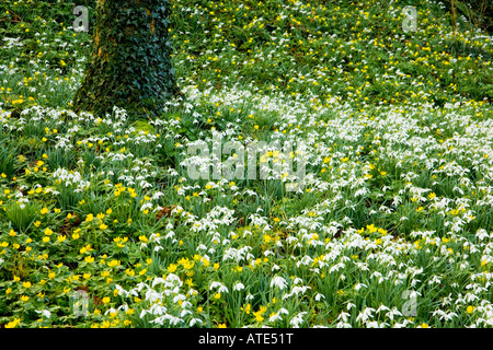 Snowdrops (Galanthus nivalis) e aconiti invernali (Eranthis hyemalis) nel bosco a Heale giardino, Wiltshire, Inghilterra, Regno Unito Foto Stock