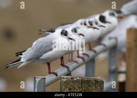 Testa nera Gull Larus ridibundus in una riga Foto Stock