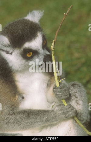 Lemure Ringtailed Lemur catta linnaeus Foto Stock
