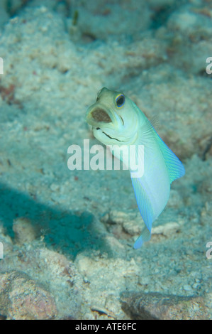 Jawfish Yellowhead con uova in Cayman Brac Isole Cayman Foto Stock