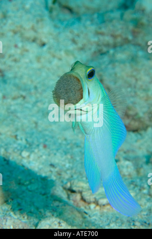 Jawfish Yellowhead con uovo messa in Cayman Brac Isole Cayman Foto Stock