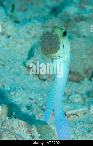 Jawfish Yellowhead con uovo messa in Cayman Brac Isole Cayman Foto Stock