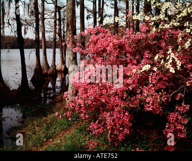 Greenfield Giardini a Wilmington, nella Carolina del Nord mostra azalee che fiorisce in una zona paludosa di matura Cipressi Foto Stock