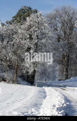 Coperte di neve alberi Foto Stock