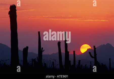 Cactus Saguaro Carnegiea gigantea tramonto Parco nazionale del Saguaro Tucson in Arizona USA Foto Stock