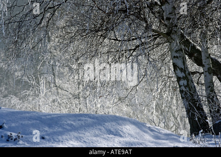 Coperte di neve betulle Foto Stock