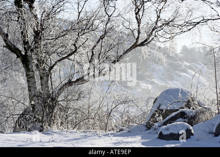 Coperte di neve betulle Foto Stock