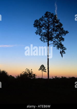 Alberi di pino al tramonto Oscar Scherer stato Parco Florida Dicembre 1998 Foto Stock