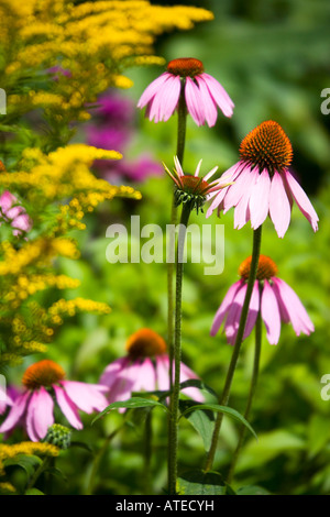 Echinacea o coneflower crescendo in un misto di confine adottata nel mese di agosto Foto Stock