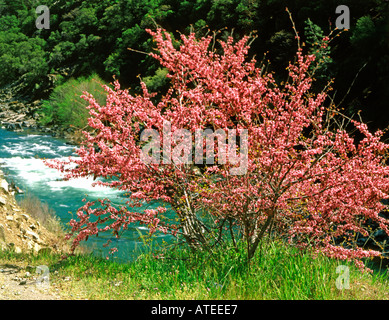 Redbud tree in piena fioritura lungo le rive del fiume della Trinità nella California settentrionale Foto Stock