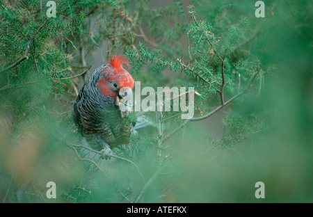 Pista-pista Cacatua / Helmkakadu Foto Stock