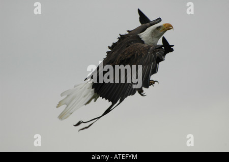 Aquila calva in volo Foto Stock