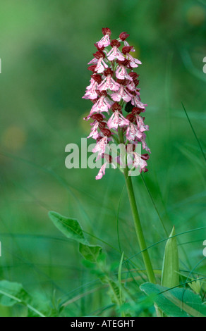 Lady Orchid Foto Stock