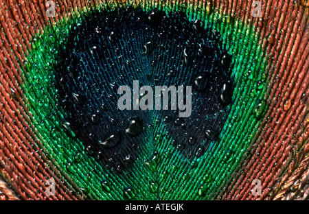 Gocce di acqua su Peacock feather Foto Stock