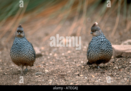 Quaglia in scala Foto Stock